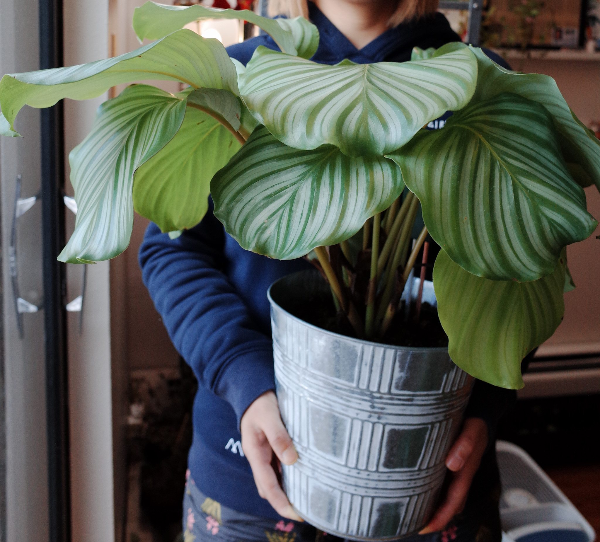 Calathea Orbifolia